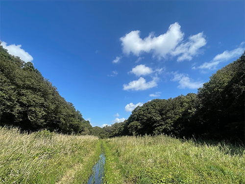 自然観察園の画像 写真:自然観察園