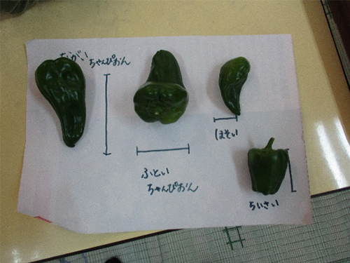 収穫したピーマンの大きさ比べの画像1
