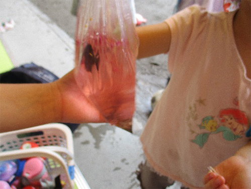 園庭のおしろい花で色水遊びの画像