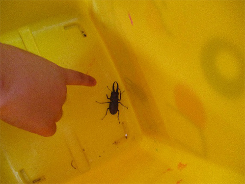 園庭にいたクワガタ虫の画像1