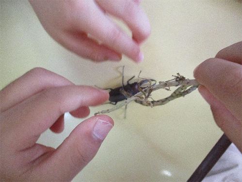 園庭にいたクワガタ虫の画像2