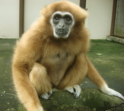 ラーチャ北の地へ出発の画像1