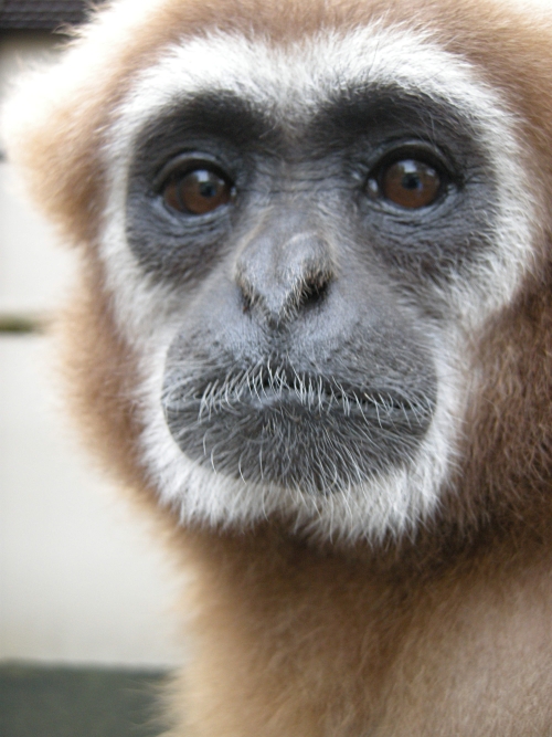 ラーチャ北の地へ出発の画像2
