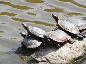 アカミミガメの画像