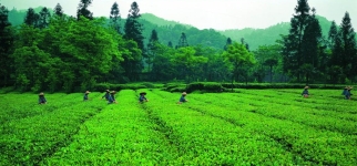 楽山市にある峨眉山は名茶の産地の画像