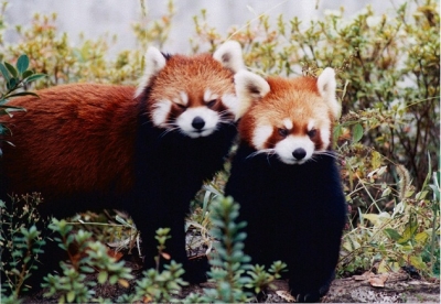 1986年当時の真真、誠誠の画像