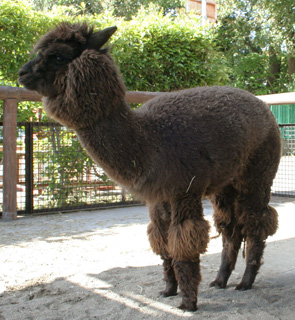 茶アルパカ毛刈り前
