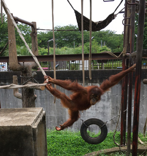 楽しそうに遊ぶポポちゃんの画像