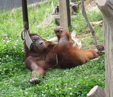 リリーです。私が5分ではずしました!の画像