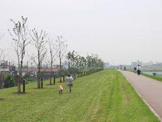 江戸川の桜並木