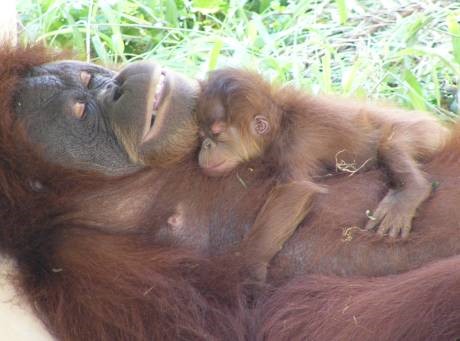 オランウータンの画像1
