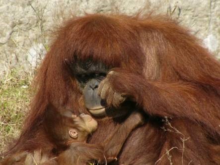 オランウータンの画像2