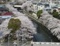 真間川の流れと桜並木の画像