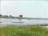 江戸川放水路の干潟の画像