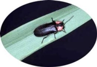 大町公園のヘイケボタルの画像