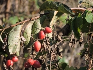 カラスウリの画像