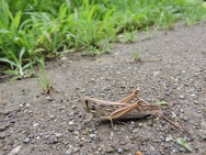 トノサマバッタの画像