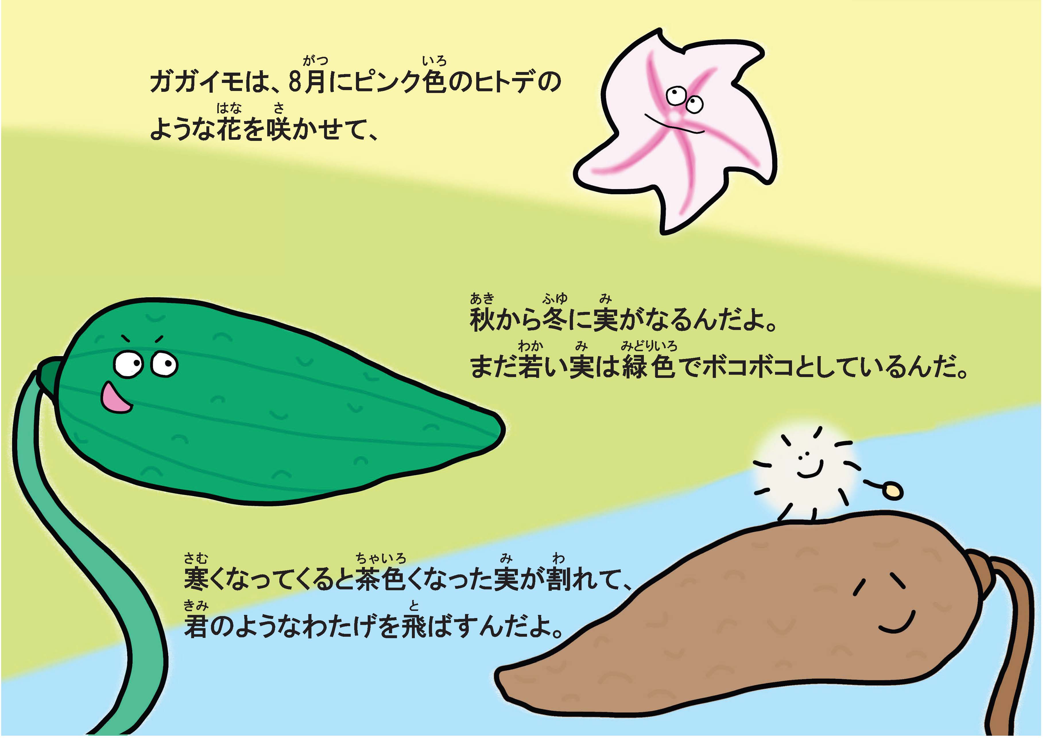 画像：ガガイモ説明のイラスト２