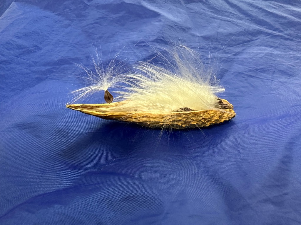 画像：ガガイモの種の写真