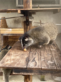 銀杏を食べるハクビシンの画像