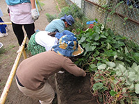 菜園で収穫の画像