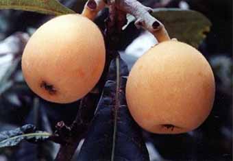 千葉県南房総市_写真1