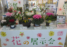 「花の展示会」のようす 「花の展示会」のようす