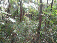 実習林の整備前の画像