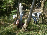 実習林での作業風景の画像