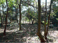 実習林の整備後の画像