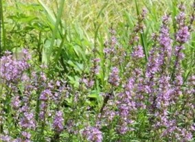 ミソハギ（植物）の画像