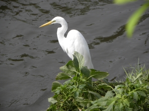 ダイサギ（鳥）の画像