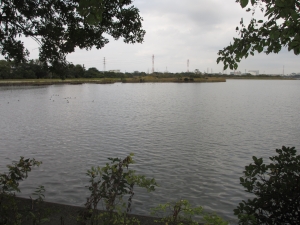 みどりの国から野鳥の楽園を望む画像