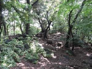 里見公園内大きな木が沢山ある画像