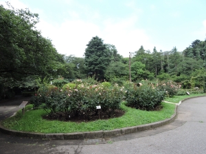 里見公園バラ園の画像