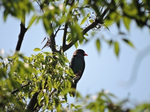 北西部の水と緑の回廊の画像
