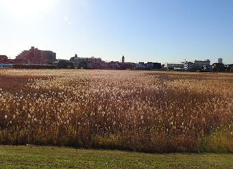 サイトの様子の画像