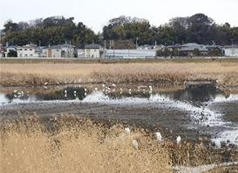 サギの群れの画像