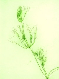 イノカシラフラスコモの藻体の画像