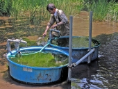 育成池での管理の画像2