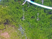 水中のイノカシラフラスコモの画像