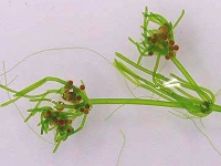 胞子を着けた雌株の画像