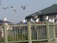 欄干に並ぶユリカモメの画像