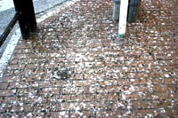 路上に散乱する鳥のフンの画像