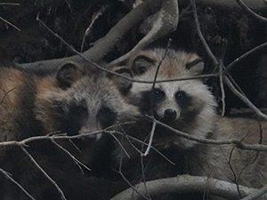 24日　タヌキの画像1