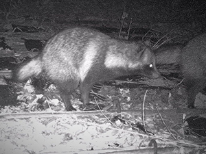 24日　タヌキの画像2