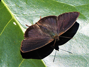 翅を広げるオスの画像