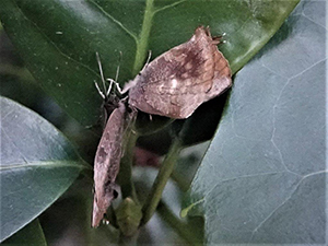 じっと春を待つの画像