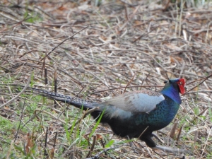 キジ（雄）の画像
