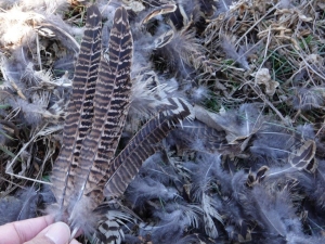 散乱していた羽根の画像